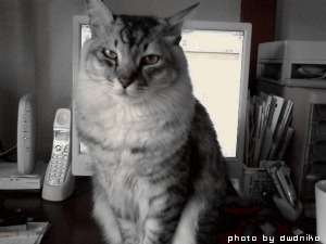 ぶちゃいくビキ