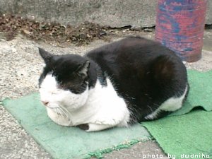 cat0307.jpg